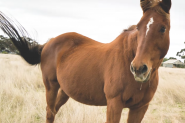 Quarter horse x Thoroughbred on HorseYard.com.au