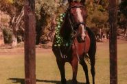 Companion horse on HorseYard.com.au