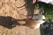 Welsh Pony Gelding on HorseYard.com.au