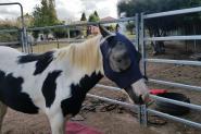 Black and white Pony on HorseYard.com.au