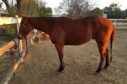 Quiet QH Gelding  on HorseYard.com.au