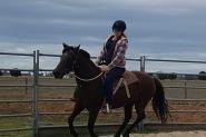 Heritage listed stockhorse mare on HorseYard.com.au