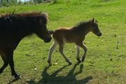 Miniature mare and foal  on HorseYard.com.au