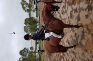 Super Childs All Rounder on HorseYard.com.au