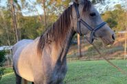 Burren-dah Valentino Bey x River Oak Arpege on HorseYard.com.au