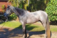 Anglo Arab gelding  on HorseYard.com.au