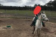 Smokey grey welsh gelding flashy little pony on HorseYard.com.au