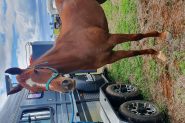 Lovely Stock Horse Mare  on HorseYard.com.au