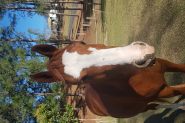 Purebred Arab Gelding.  on HorseYard.com.au