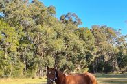 Registered part Arab- unbroken  on HorseYard.com.au