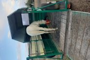 Appy x pinto  on HorseYard.com.au