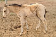 Buckskin QH x Filly on HorseYard.com.au