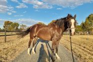 13.2hh Brumby Mare on HorseYard.com.au