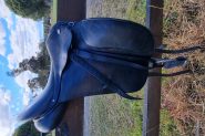 Older Anky professional dressage on HorseYard.com.au