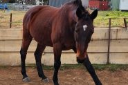 Standardbred gelding  on HorseYard.com.au