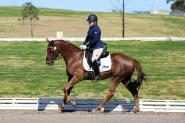 Superstar Dressage Mare on HorseYard.com.au