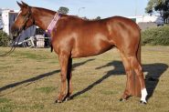 100% Heritage Reg  Stockhorse mare  on HorseYard.com.au