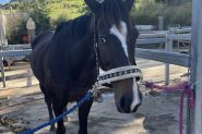 10 year old mare for sale on HorseYard.com.au