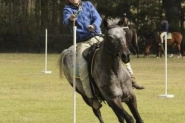 Hazy 15hh Fast and fun , agile all rounder  on HorseYard.com.au