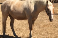 QH x TB Palomino Mare **SOLD** on HorseYard.com.au