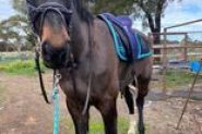 standardbred  on HorseYard.com.au