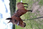 SOLD - 12 yr affectionate gelding standard bred  on HorseYard.com.au