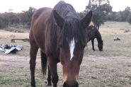 Thoroughbred mare  on HorseYard.com.au