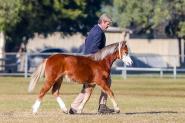 Exquisite Welsh A Yearling gelding. Super show/Harness prospect on HorseYard.com.au