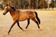 Stunning Buckskin Colt on HorseYard.com.au