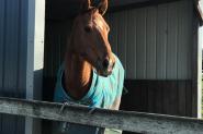 'Autumn' 4yo chestnut Thoroughbred mare on HorseYard.com.au