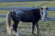 Kids pony Bomb proof on HorseYard.com.au