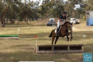 14.2hh 5y/o WB/TB Mare on HorseYard.com.au