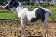 Black and white colt on HorseYard.com.au