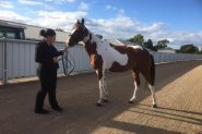 Skewbald standardbred mare on HorseYard.com.au