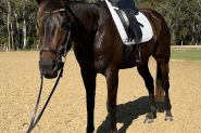 **For Sale: Talented & Quiet Thoroughbred Gelding** on HorseYard.com.au