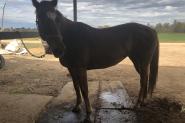 Solid reg paint mare on HorseYard.com.au