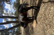 Quiet standardbred gelding on HorseYard.com.au