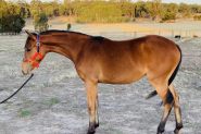 Oriana Allure on HorseYard.com.au
