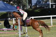 Gelding with loads of potential  on HorseYard.com.au