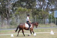 Belrose Park Sonnets Charm on HorseYard.com.au