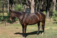 Chunky SB Mare on HorseYard.com.au