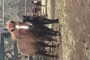 Miniature horse with foal  on HorseYard.com.au