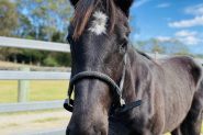 Black WB Colt! Urgent! on HorseYard.com.au