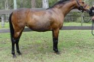 Rhyl Mimosa - Riding Pony broodmare on HorseYard.com.au