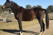 Warm blood brood mare  on HorseYard.com.au