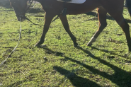 Lovely 16yo TB mare for sale on HorseYard.com.au