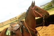 Broken in but needs further training beautiful loving gelding  on HorseYard.com.au