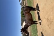 Paint Quarter Horse  on HorseYard.com.au
