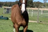 Warmblood mare proven producer of quality dressage progeny  on HorseYard.com.au