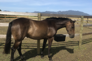 Luna 5yo mare on HorseYard.com.au